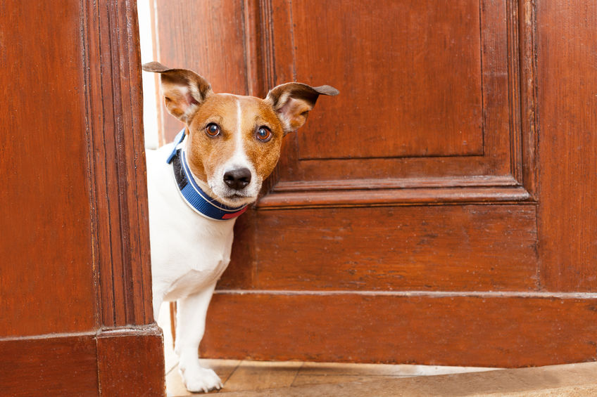 Wrangling pets during the home selling process
