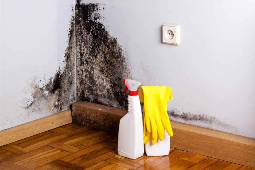 3 Natural Ways to Get Rid of Black Mold