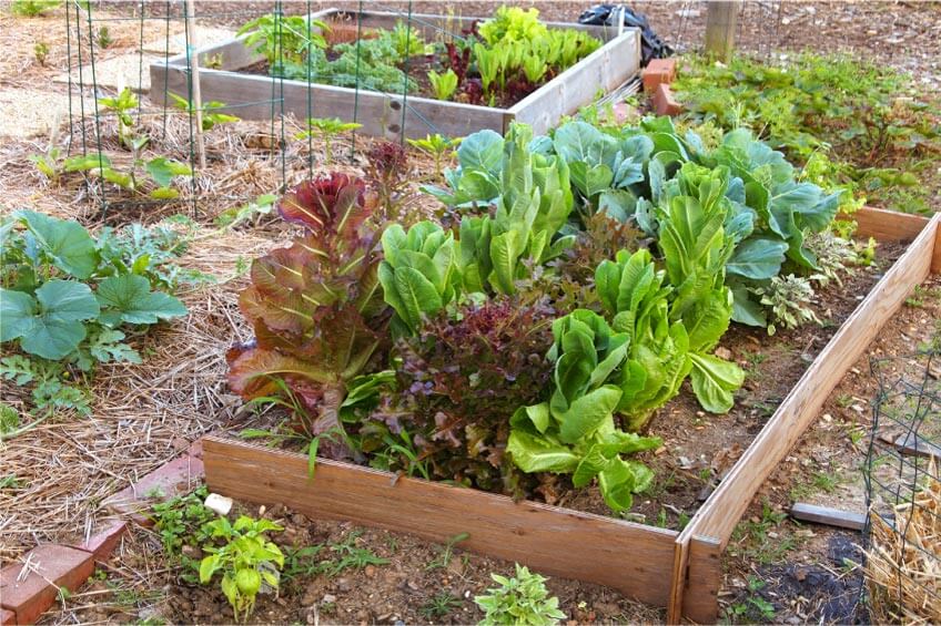 Why You Should Build a Raised Garden Bed